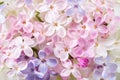 Macro image of different tiny Lilac flowers. Gentle floral background. Flat lay. Selective focus