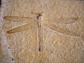 Macro image of dragonfly fossil