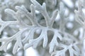 Macro image of Dusty Miller Silver Dust cultivar Cineraria Senecio Maritima leave close-up Royalty Free Stock Photo