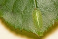 A macro image of an Epistrophe eligans hoverfly larva