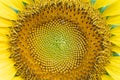 Macro image of the face and seeds of a colorful yellow sunflower; pattern Royalty Free Stock Photo