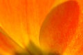 Petals of an orange and yellow tulip Royalty Free Stock Photo