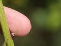 Macro image - Finger against thorn