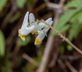 Macro image of the flower of Dutchman`s Breeches - Dicentra cucullaria