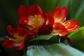 Macro image of a flower