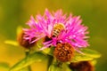Macro image of fragile little flower with honey bee. Wild nature. Copy space Royalty Free Stock Photo