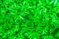 Macro image of fresh green parsley