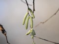 Macro image of fresh male hanging flower catkins of Corylus avellana