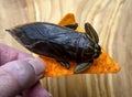 Huge waterbug makes a delicious snack Royalty Free Stock Photo