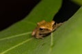Macro image of frog of Borneo Royalty Free Stock Photo