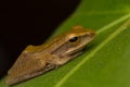 Macro image of frog of Borneo Royalty Free Stock Photo