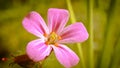 Macro image of Geranium robertianum  flower. Royalty Free Stock Photo