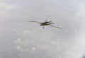 Macro image of a Gerris lacustris, otherwise known as a common pond skater Royalty Free Stock Photo