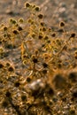 Macro image of a golden thistle detail.Cnicus benedictus.Golden dry prickly flower bush background Royalty Free Stock Photo