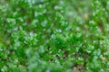 Macro image of grass with tiny round leaves