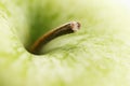 A macro image of a green apple with stem