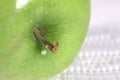 Macro image of a green apple on white background. Royalty Free Stock Photo