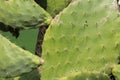 Macro image of green cactus. Royalty Free Stock Photo