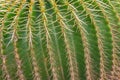 Macro image of a  green cactus with thorns in a pattern Royalty Free Stock Photo