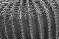 Macro image of a  green cactus with thorns in a pattern Royalty Free Stock Photo