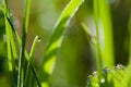 Macro image of green grass background Royalty Free Stock Photo
