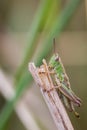 Macro image of a green grasshopper on top of a grass stalk Royalty Free Stock Photo