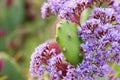 Macro image of green sabras cactus. Royalty Free Stock Photo