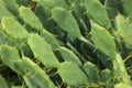 Macro image of green sabras cactus. Royalty Free Stock Photo