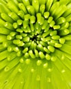 Macro image of green spider mum