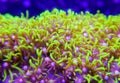 Green star polyp coral Royalty Free Stock Photo