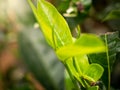 Macro image of green tea leaves structure Royalty Free Stock Photo