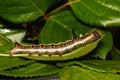 A Grey Dagger Moth Caterpillar, Acronicta psi in September in the UK