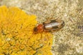 A macro image of the Ground Beetle Dromius quadrimaculatus