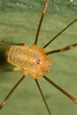 A Harvestman, aBritish Opilione found in Kent, England in September Royalty Free Stock Photo