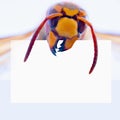Macro image of head of wasp or hornet with mandibular and white banner for text. Copy space for design
