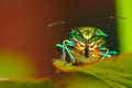 Macro image with high dynamic range of a lone jewel bug Royalty Free Stock Photo