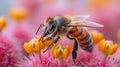 A macro image of a honey bee collecting nectar from a red-yellow flower. The beauty of nature is close Royalty Free Stock Photo