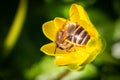 A macro image of a honey bee collecting nectar from a yellow flower Royalty Free Stock Photo