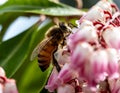 Macro image of a honey bee on a Katsura Pieris bush Royalty Free Stock Photo