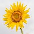 Macro image of a Honey bee siting on a sunflower Royalty Free Stock Photo