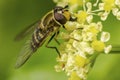 A macro image of a Hoverfly syrphid fly feeding on Cow Parsley flowers Royalty Free Stock Photo