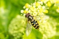 A macro image of a Hoverfly, syrphid fly, hunting on yellow flowers Royalty Free Stock Photo