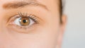 Macro image of human eye with contact lens. Woman`s eye close-up. Human eye with long eyelashes with mascara. Cosmetics Royalty Free Stock Photo