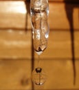 Icicle melting, water drop on the background of wooden wall