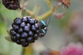 Macro image of an Insect sitting on a wild blackberry Rubus fruticosus