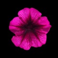 Closeup image of isolated purple petunia flower Royalty Free Stock Photo