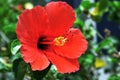 Closeup image of isolated red Hawaiian hibiscus flower