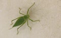 Macro image of a Katydid insect
