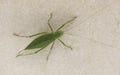 Macro image of a Katydid insect 3 Royalty Free Stock Photo
