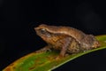 Macro image of Kinabalu Sticky Frog of Sabah, Borneo Island